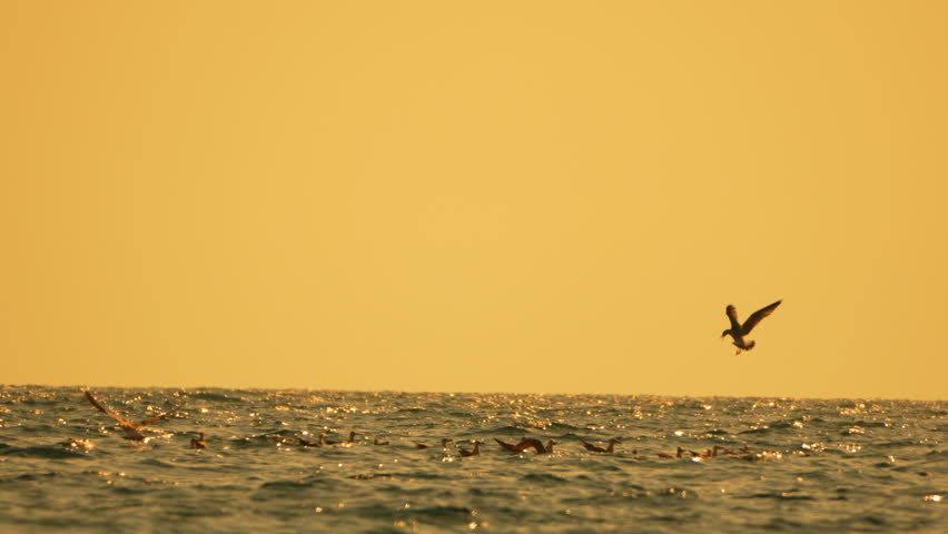 Seagulls ocean sunset flying low over the rippling water waves under a dramatic golden sky with copy space