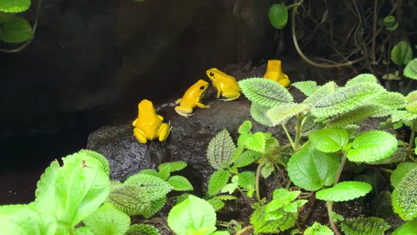 Group of golden poison frogs on wet rock among green plants in terrarium