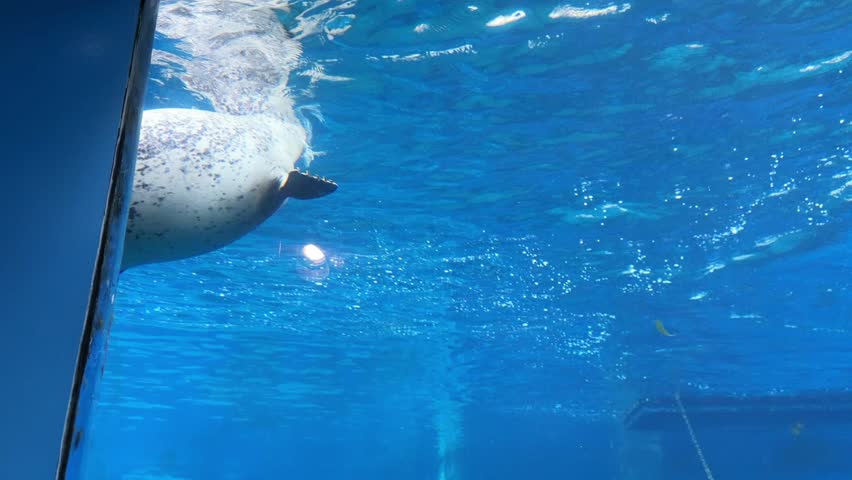 Harbor seal swimming underwater in blue aquarium tank