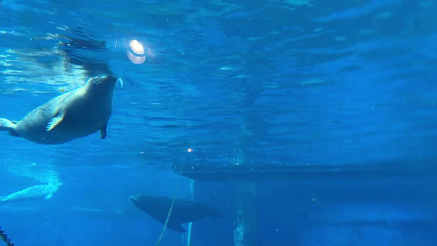 Harbor seal swimming underwater in blue aquarium tank
