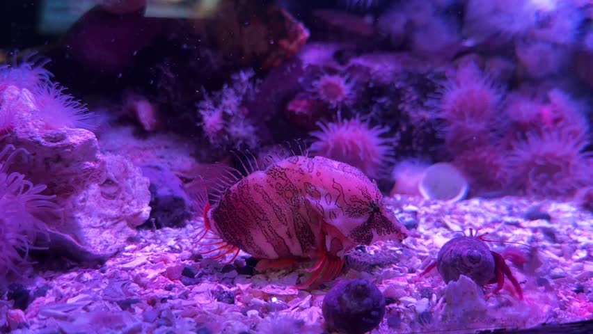 Hermit crab in decorated shell on seabed with anemones in aquarium