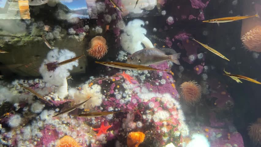 Fish swimming over colorful cold water reef with anemones and starfish in aquarium
