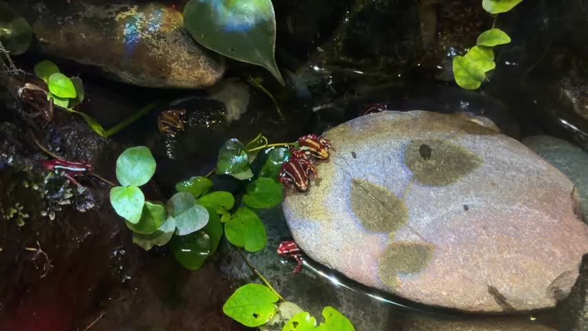 Poison dart frogs on rock among green plants in terrarium