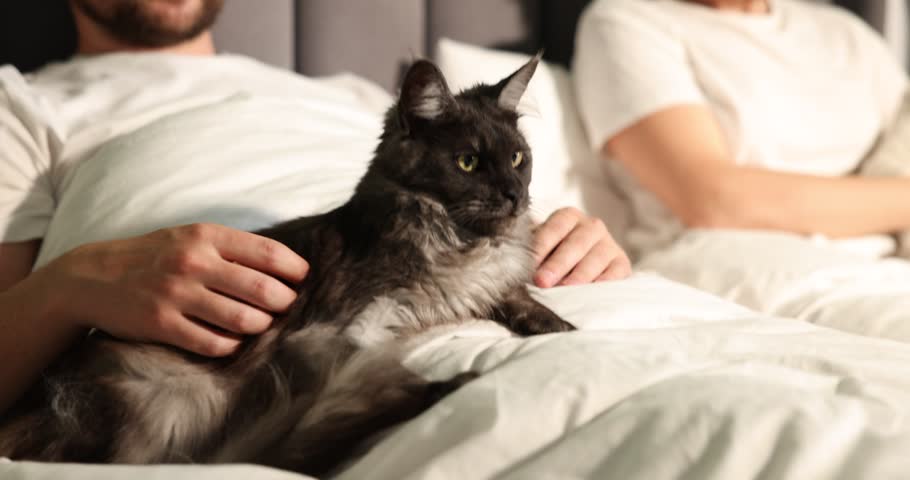 Couple with their cute cat in bed at home, closeup