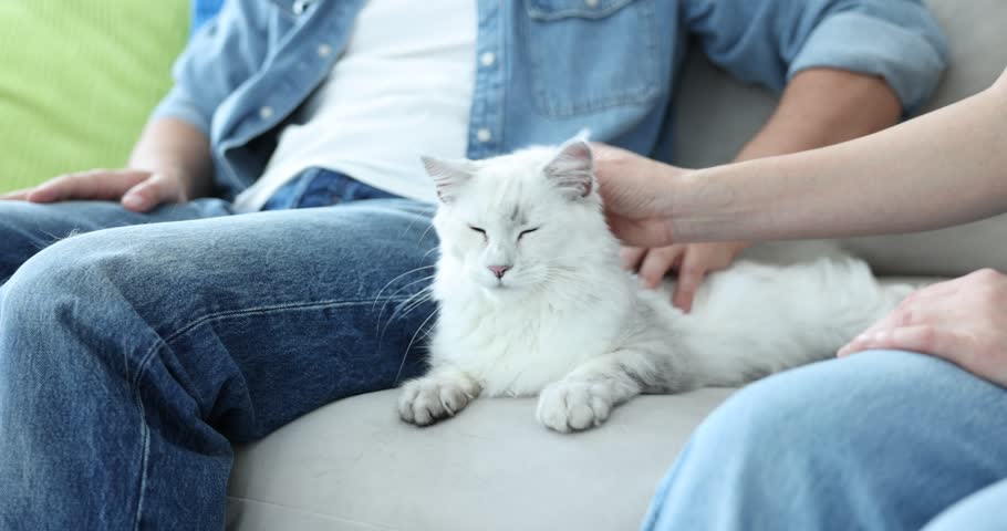 Couple with their cute cat on sofa at home, closeup