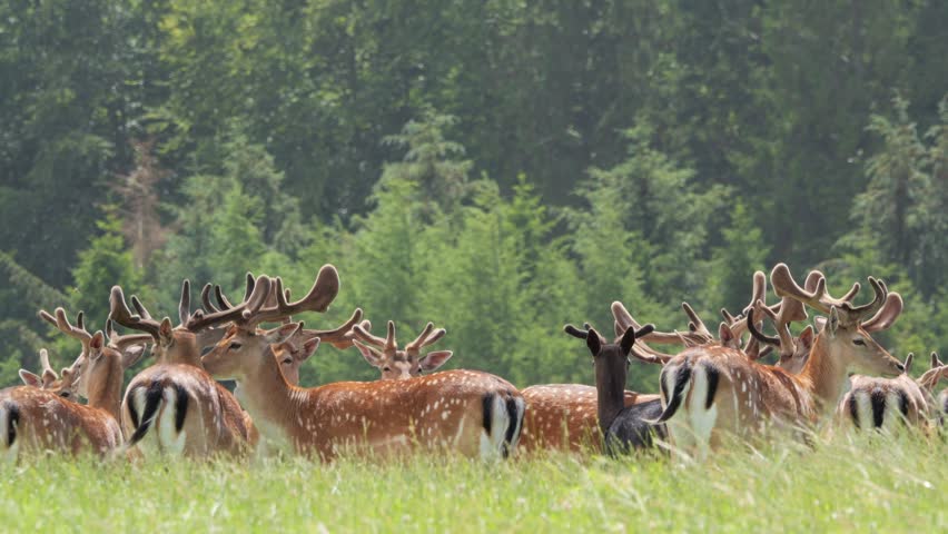 Big herd of male fallow deer with velvet antlers stampeding through a green meadow