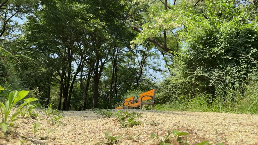 Two empty orange park benches beside a dirt trail covered with fallen white flower petals