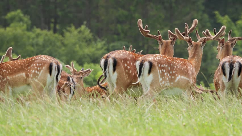 Large herd of fallow deer bucks with velvet antlers grazing peacefully in a lush green field