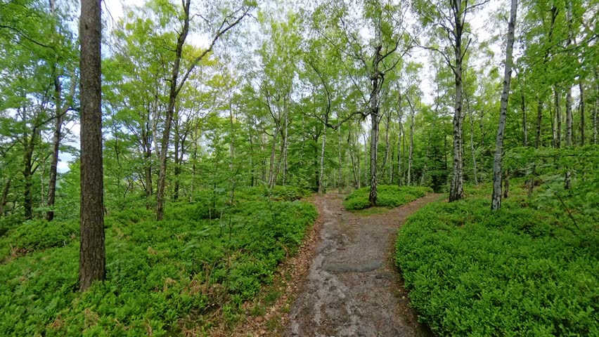 Forest trails at Grosser Zschirnstein in Saxon Switzerland Germany on a calm morning