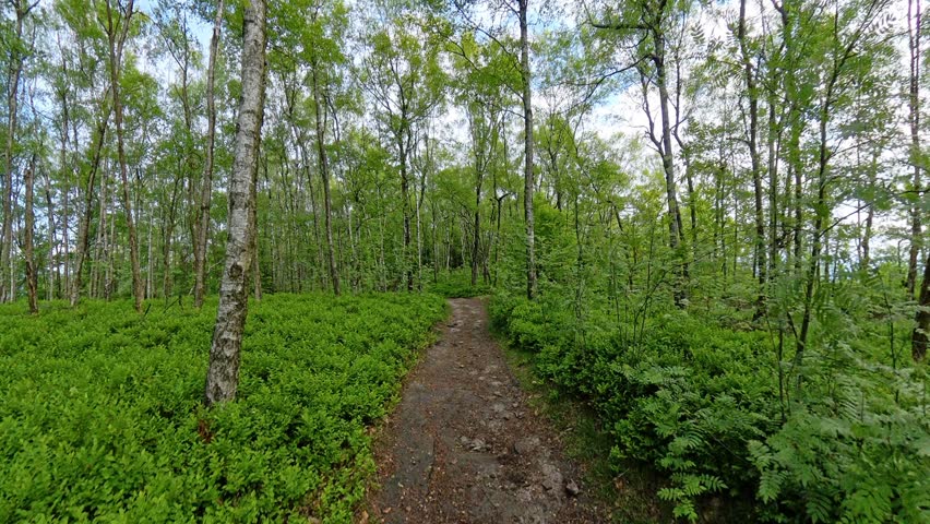 Forest trails at Grosser Zschirnstein in Saxon Switzerland Germany on a calm morning