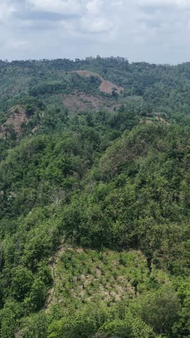 Beautiful Green Plantation vertical Landscape Across Rolling Hills