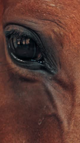 Horse eyes. close-up. dark, black, big horse eyes in the sun rays. Horse love. Equitation. Horse in detail.