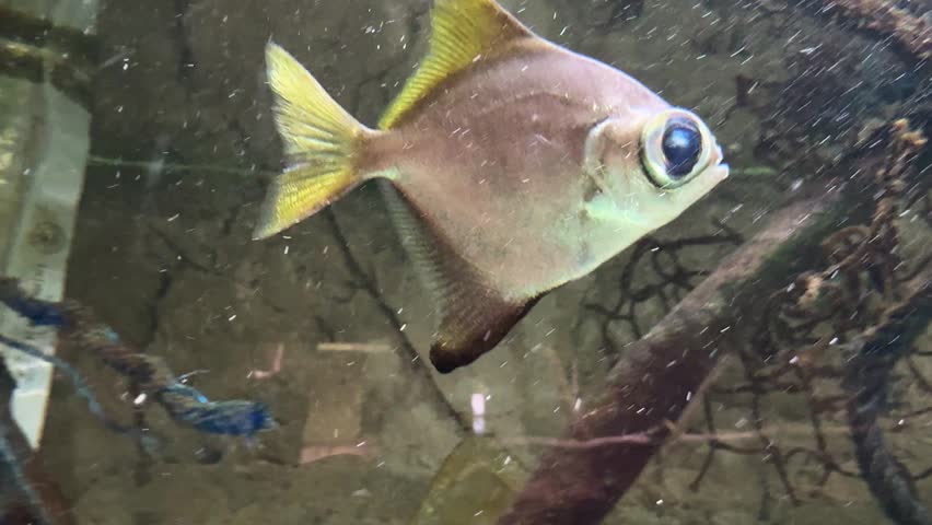 Close up of Silver moony, Monodactylus argenteus, swimming in an aquarium with yellow fins and a large eye. Tropical brackish fish, aquatic wildlife, underwater habitat, aquarium display. Marine life.