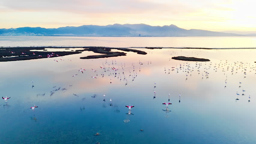 Aerial view of flamingos gathering in shallow coastal wetland water at dusk. Migratory bird habitat with calm reflections, open lagoon