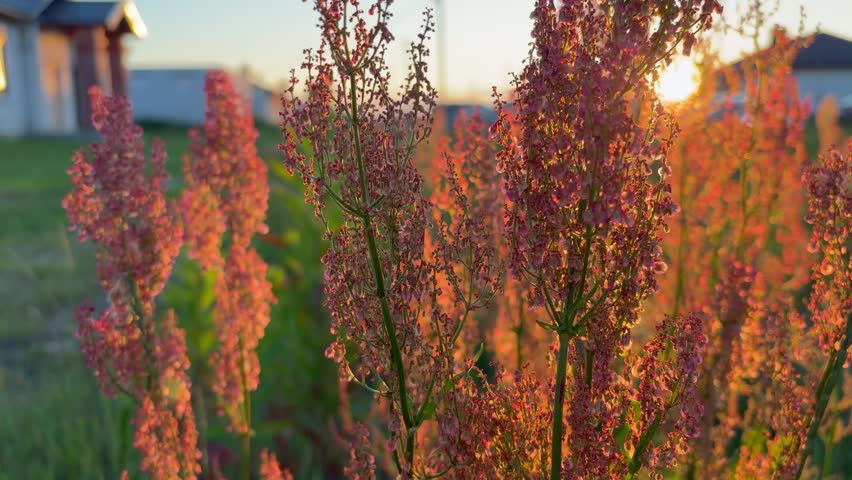 Tall reddish dock plants swaying in the wind during a golden sunset