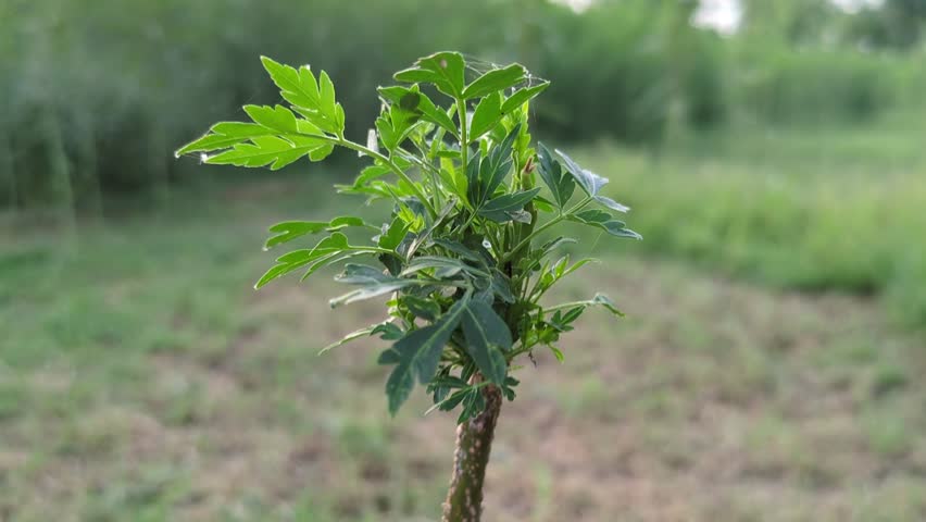 Young Green Oak Sapling Tree with Fresh Spring Leaves Growing in Natural Outdoor Forest Environment