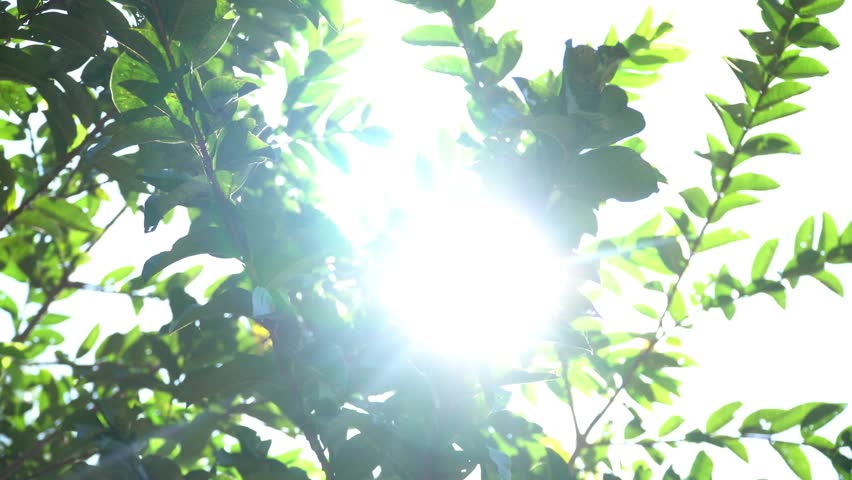 Sunlight Shining Through Green Tree Leaves in a Tropical Forest