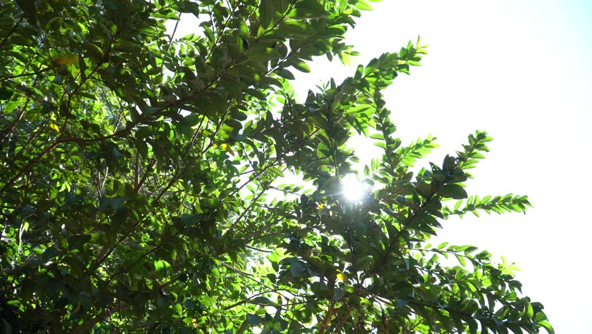 Sunlight Shining Through Green Tree Leaves in a Tropical Forest