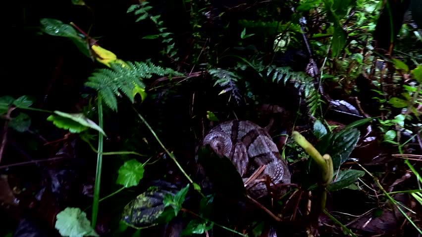 Close View of Camouflaged Snake in Tropical Rainforest Leaf Litter, Ecuadorian Wildlife, Reptile Habitat, Jungle Biodiversity and Hidden Forest Nature Scene