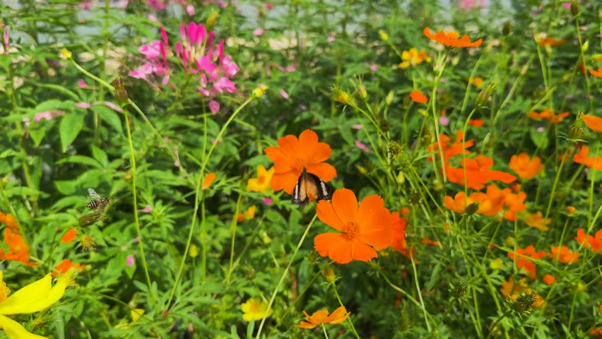 Orange and Pink Cosmos Flower Garden with Butterfly flying 