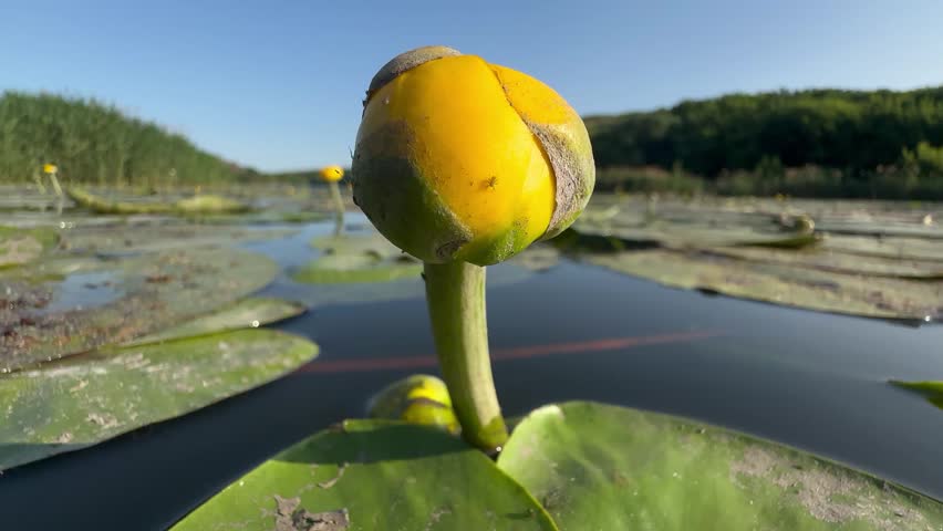 Low water-level footage of yellow water lilies (Nuphar lutea) in bloom on a calm summer river, with a quick whip pan sweeping from one golden bud to the next across a spread of large floating lily pads. Reed beds and green wooded hills line the far shore under a clear blue sky. Static wider frames show the aquatic garden extending into the distance. Ideal for wetland ecology, freshwater habitat, aquatic botany, wellness, and calming nature content