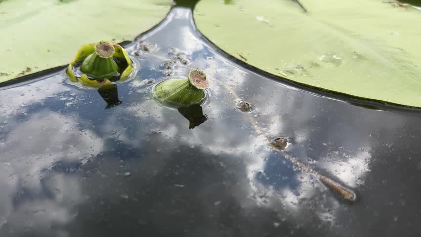 Low, near-water view of a pair of damselflies mating on a yellow water lily flower (Nuphar lutea) on a calm river. The two insects lock into a mating wheel on the bright bloom while floating lily pads and cloud reflections surround them. Soft daylight and a green wooded bank frame this intimate wildlife scene of aquatic insect reproduction. Authentic damselfly behavior in a natural wetland, ideal for entomology, educational and nature projects