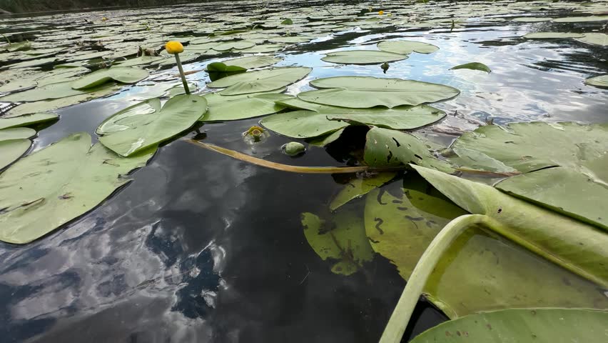 Low, near-water camera pushes in and pulls back from a yellow water lily flower (Nuphar lutea) with a mating pair of damselflies on a calm river. The two insects lock into a mating wheel on the bright bloom above floating lily pads and cloud reflections, with a green wooded bank and dramatic sky behind. Dynamic dolly movement alternates macro detail and wide wetland views. Authentic damselfly reproduction and river scenery for entomology, educational and nature projects