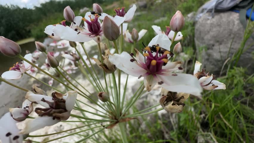 Macro close-up of flowering rush (Butomus umbellatus) blooming at a river
