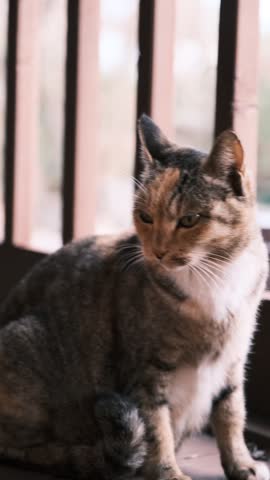 Close-up of a Majestic Cat with Captivating Eyes