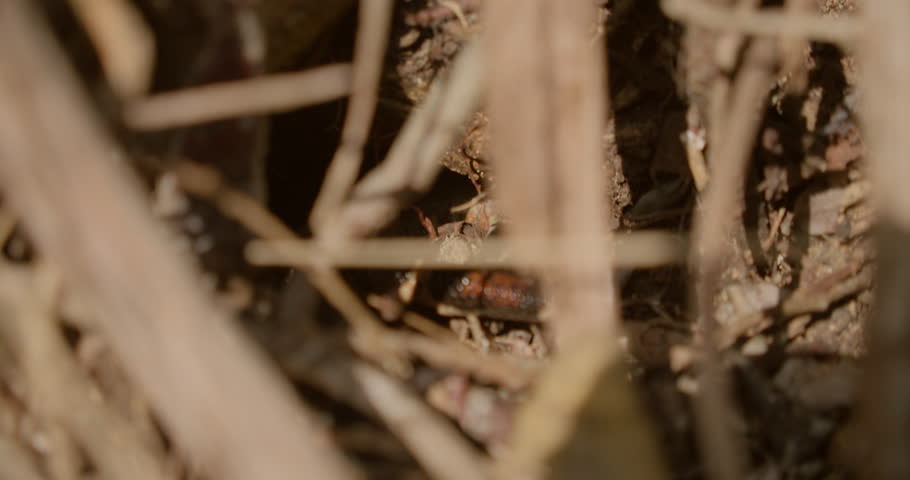 Blurred boa constrictor tail hidden among dry forest branches in wild tropical habitat of Mexico
