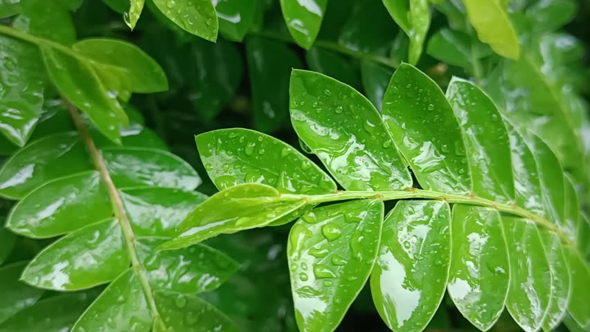 Close-up of green leaves with water droplets after rain, nature background