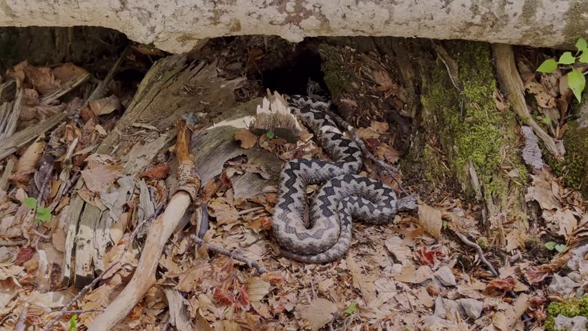 Closeup of horned viper, the most poisonous European snake, under the tree