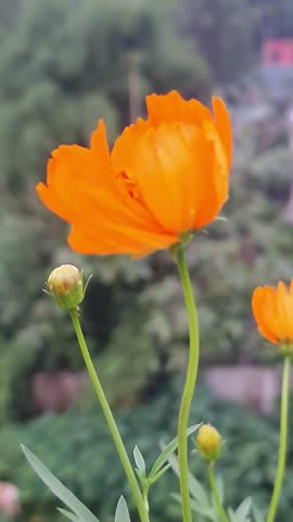 Vertical 4K close-up of a bright star marigold flower dancing in the gentle wind. Cinematic b-roll of a golden signet marigold moving naturally in a sunny garden field.