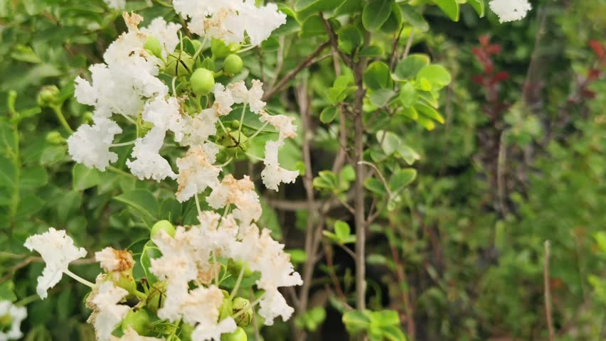 White flowering branches with green leaves and seed pods moving naturally in daylight with a close up view