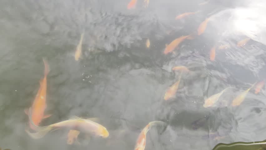 Goldfish, Carassius auratus, fish feeding from hand with pellets in garden pond