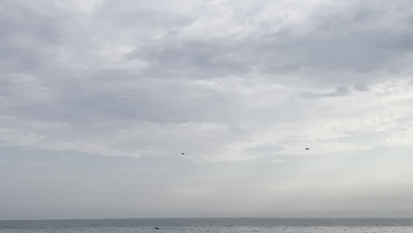 Seagulls flying over the Caspian Sea. Birds flying above the sea. Two seagulls flying.
