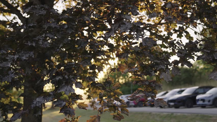 Sunlight Through Autumn Leaves Near Parked Cars