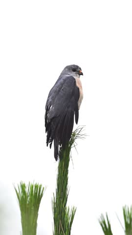 Majestic grey hawk raptor perched on the very top of a green pine tree branch against a bright white sky in its natural habitat.