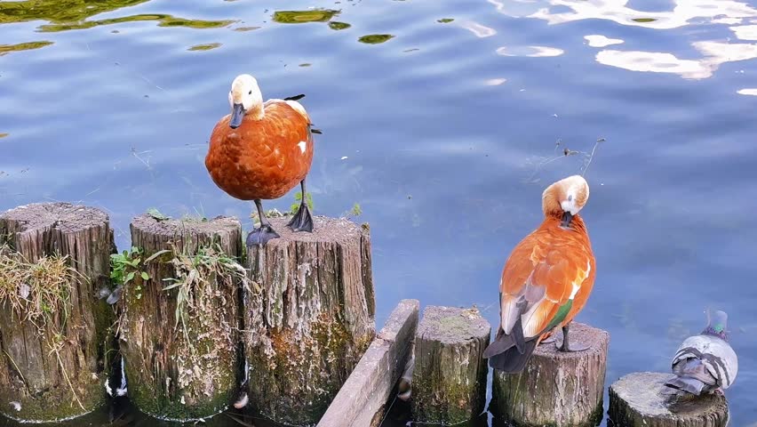Two ruddy shelducks preening on wooden posts by pond water with pigeons nearby