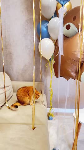 Golden chinchilla cat playing with metallic tinsel on sofa as dangerous household hazard for pet safety