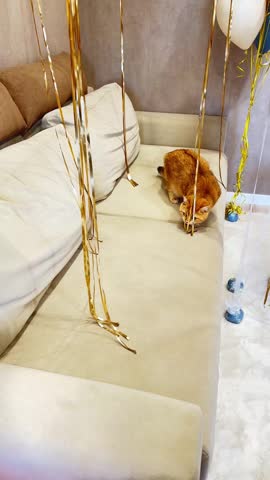 Golden chinchilla cat reaching for metallic tinsel on sofa showing dangerous play and pet safety risk