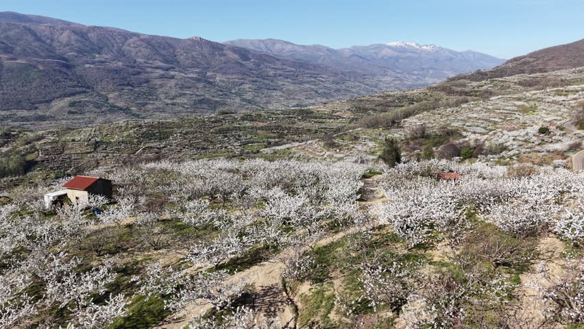 Aerial view of cherry blossom fields in the Jerte Valley with white flowers covering the hillsides in Valdastillas, Extremadura, Spain.