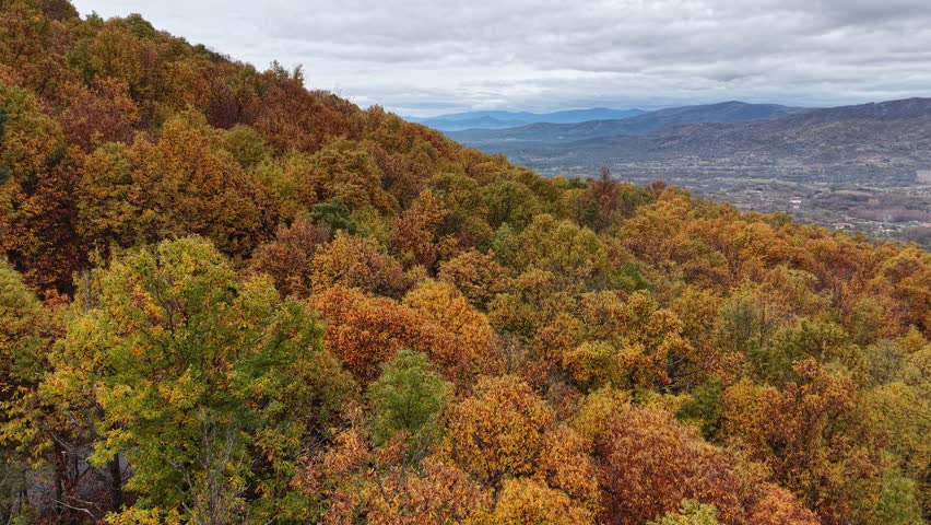 Aerial view of a dense autumn forest with vibrant orange and yellow chestnut trees on the hillsides of Hervas, Extremadura, Spain.