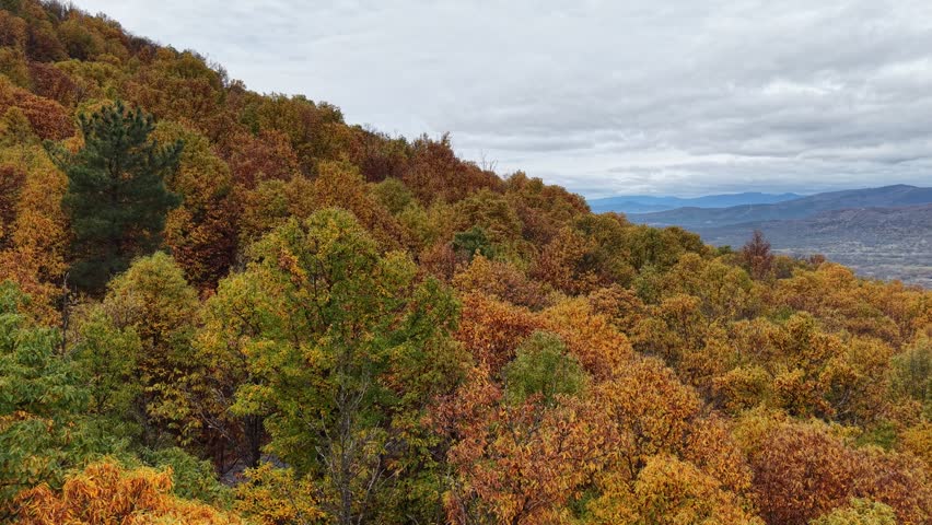 Aerial view of dense forest with vibrant autumn foliage covering the rolling hills under a cloudy sky in Hervas, Extremadura, Spain.