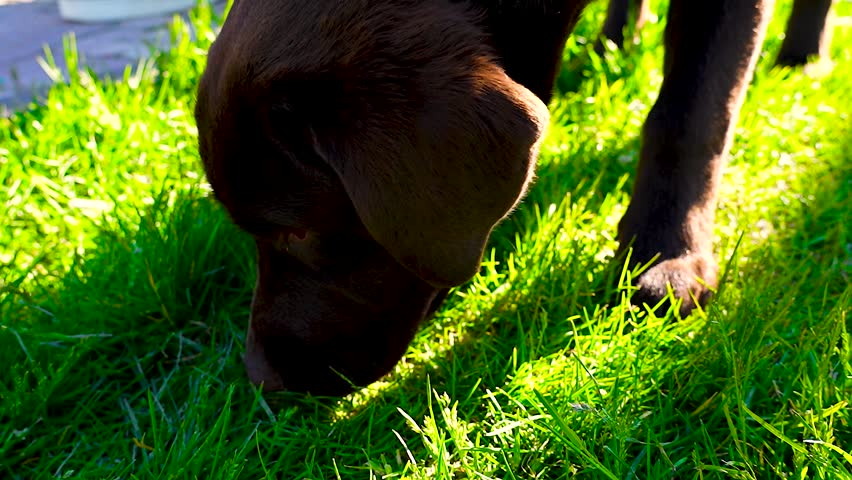 A chocolate Labrador retriever stands on the bright green grass in the park. In the background, people are relaxing on benches and chairs, creating a sunny, happy atmosphere.
