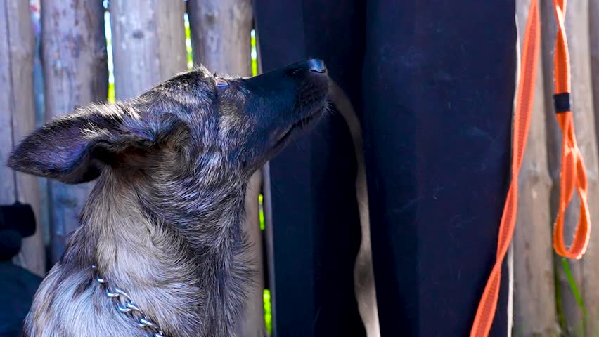 Close-up of a young dog with alert ears and a chain collar sits calmly next to a person in dark pants and an orange leash. 