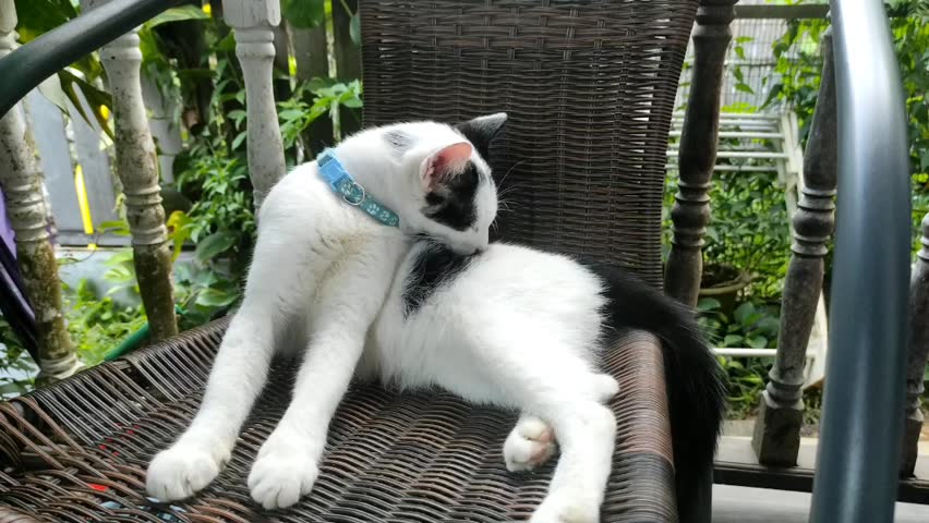Black and white domestic cat grooming itself while sitting on a chair. Adorable pet behavior captured in a relaxed moment, showcasing feline cleanliness, comfort, and everyday home life.