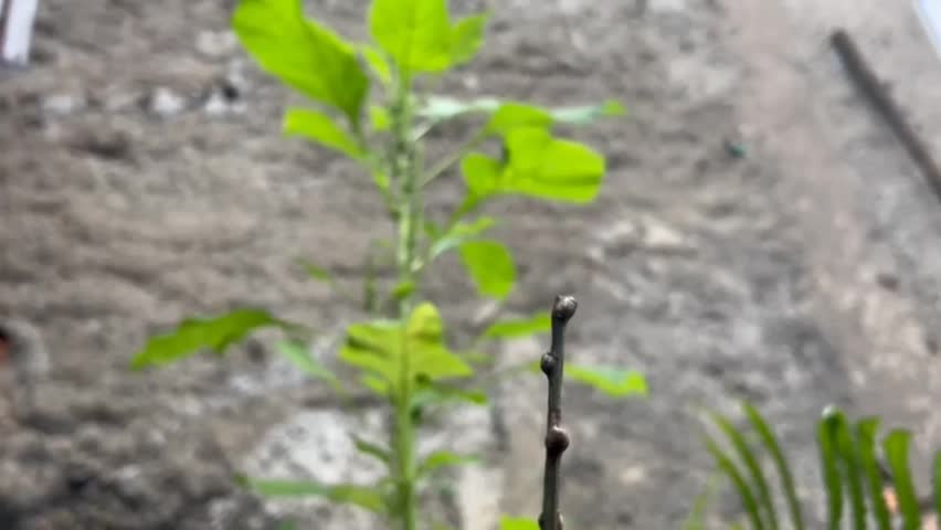 Beautiful red dragonfly on the tiny branch.