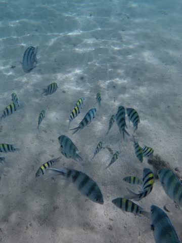 Close-up underwater footage of a school of Sergeant Major fish swimming over a white sandy seabed in crystal clear tropical water. Natural marine behavior.