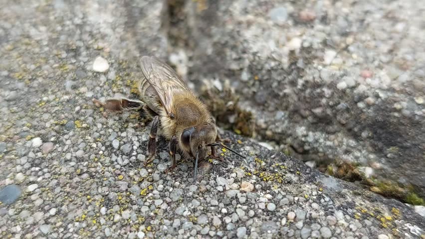 Close-up macro of a honey bee resting and crawling on a concrete ground